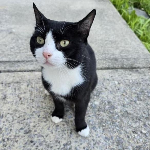 Enlarge Kirby, a Adoptable mixed breed in Newark, NJ image 1/2