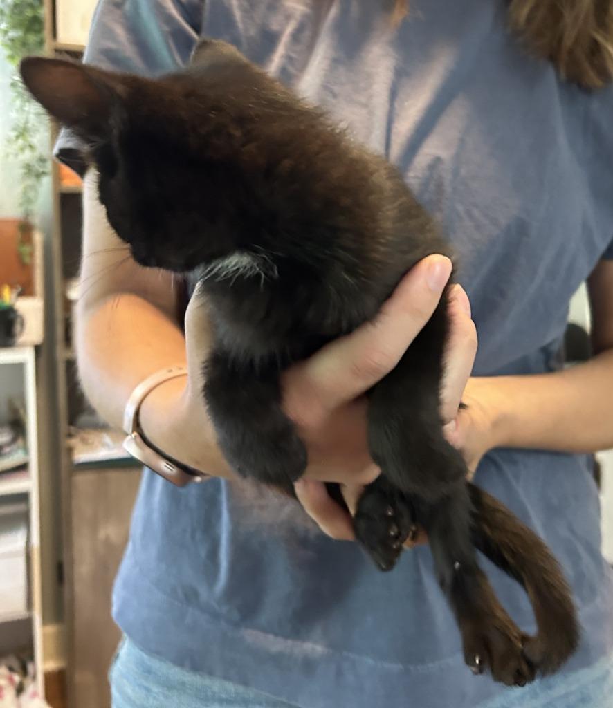 Raven, Adopted, Young Female Domestic Short Hair.