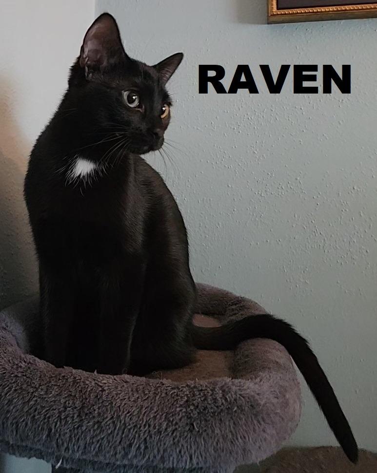Enlarge Raven, a Adopted mixed breed in Owatonna, MN image 4/6