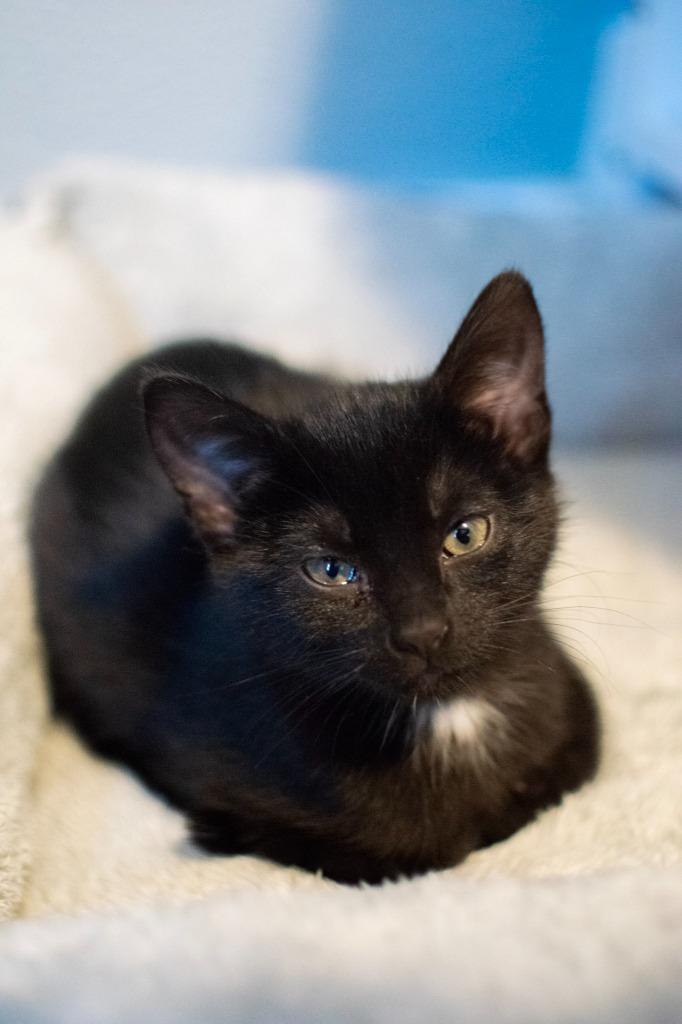 Enlarge Raven, a Adopted mixed breed in Owatonna, MN image 5/6