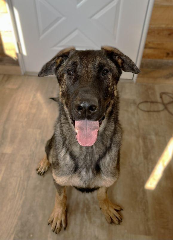 Loki, Adoptable, Adult Male German Shepherd Dog.