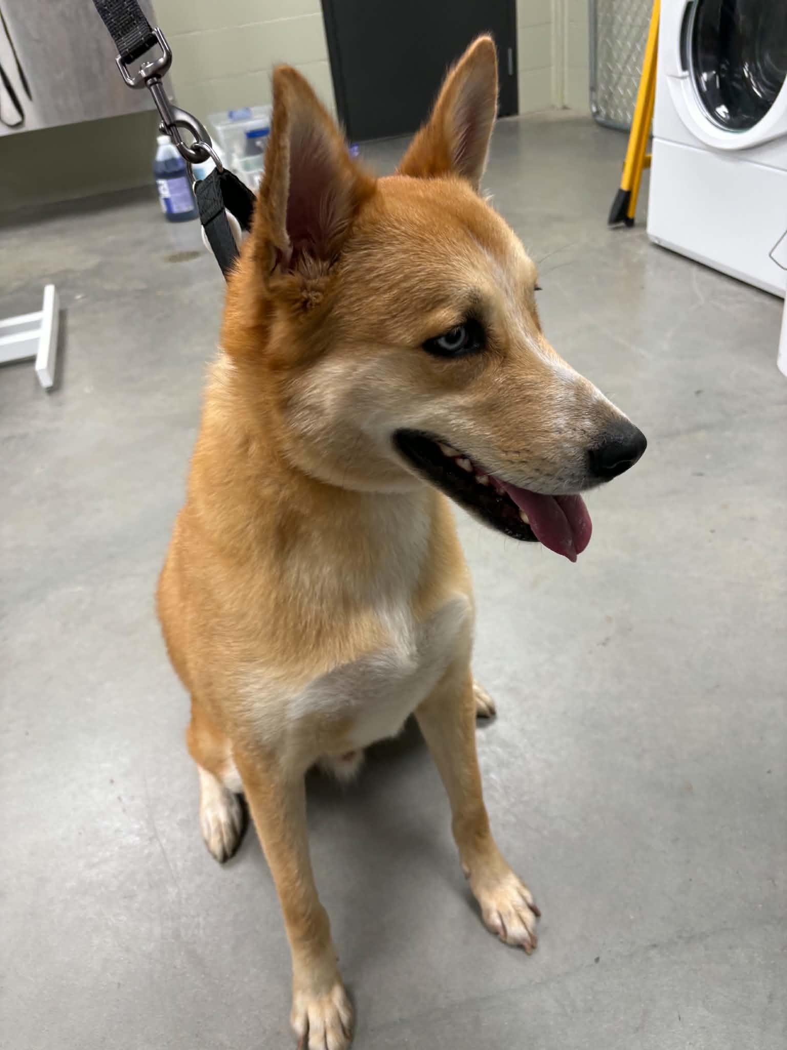 Enlarge Hunter, a Adoptable mixed breed in Tremont, IL image 2/3