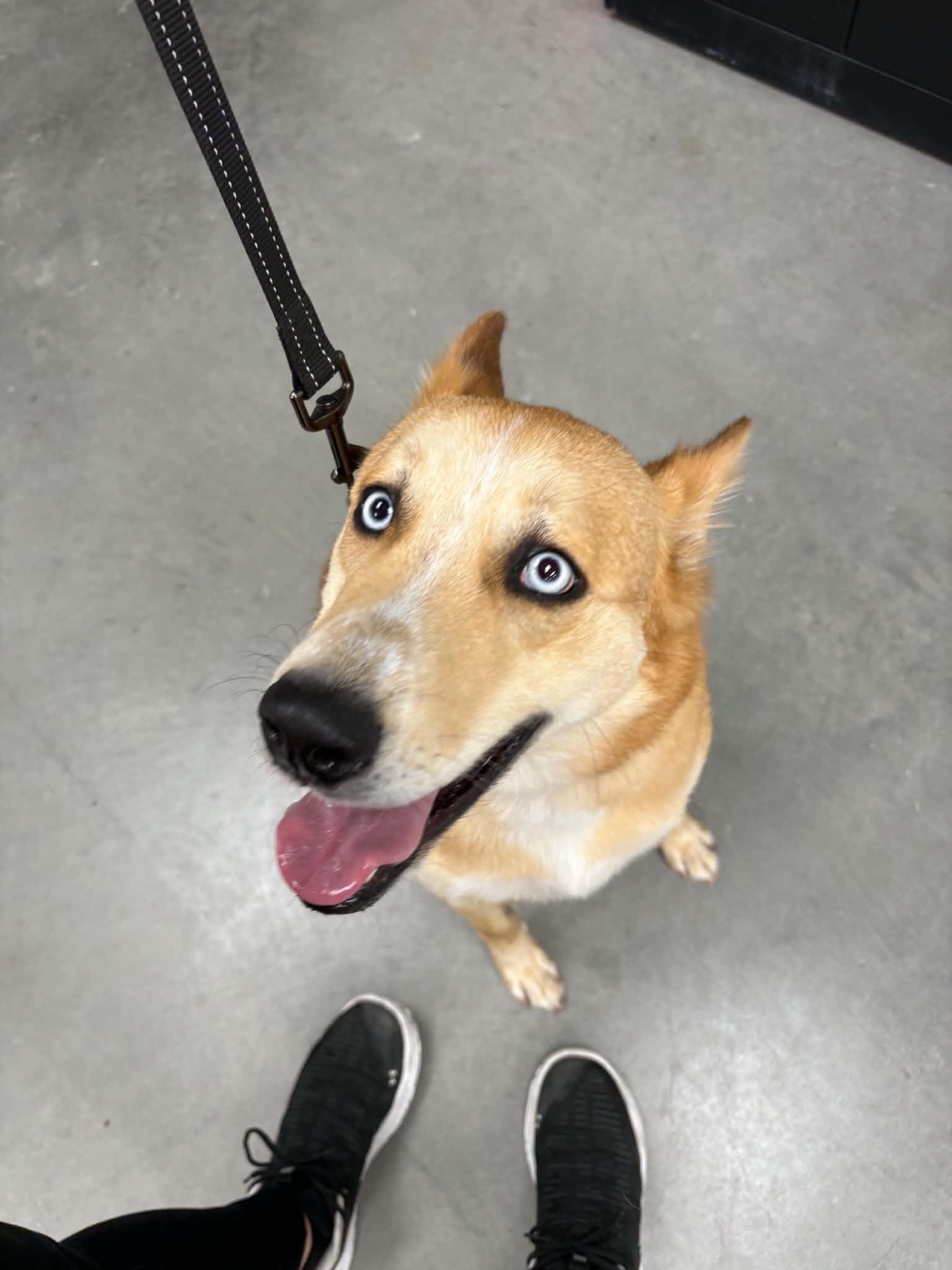 Hunter, Adoptable, Adult Male Husky & Australian Cattle Dog / Blue Heeler.