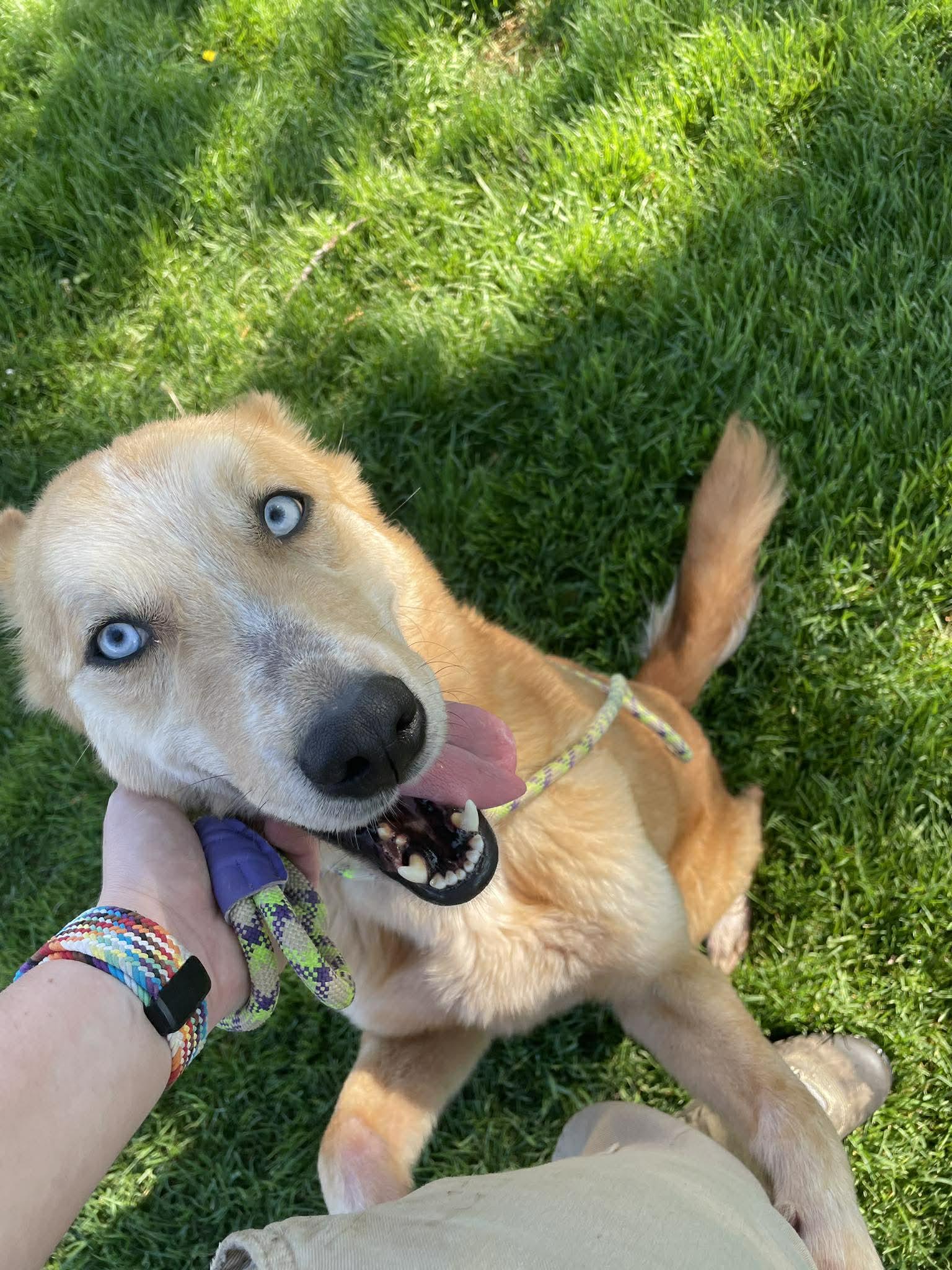 Enlarge Hunter, a Adoptable mixed breed in Tremont, IL image 3/3