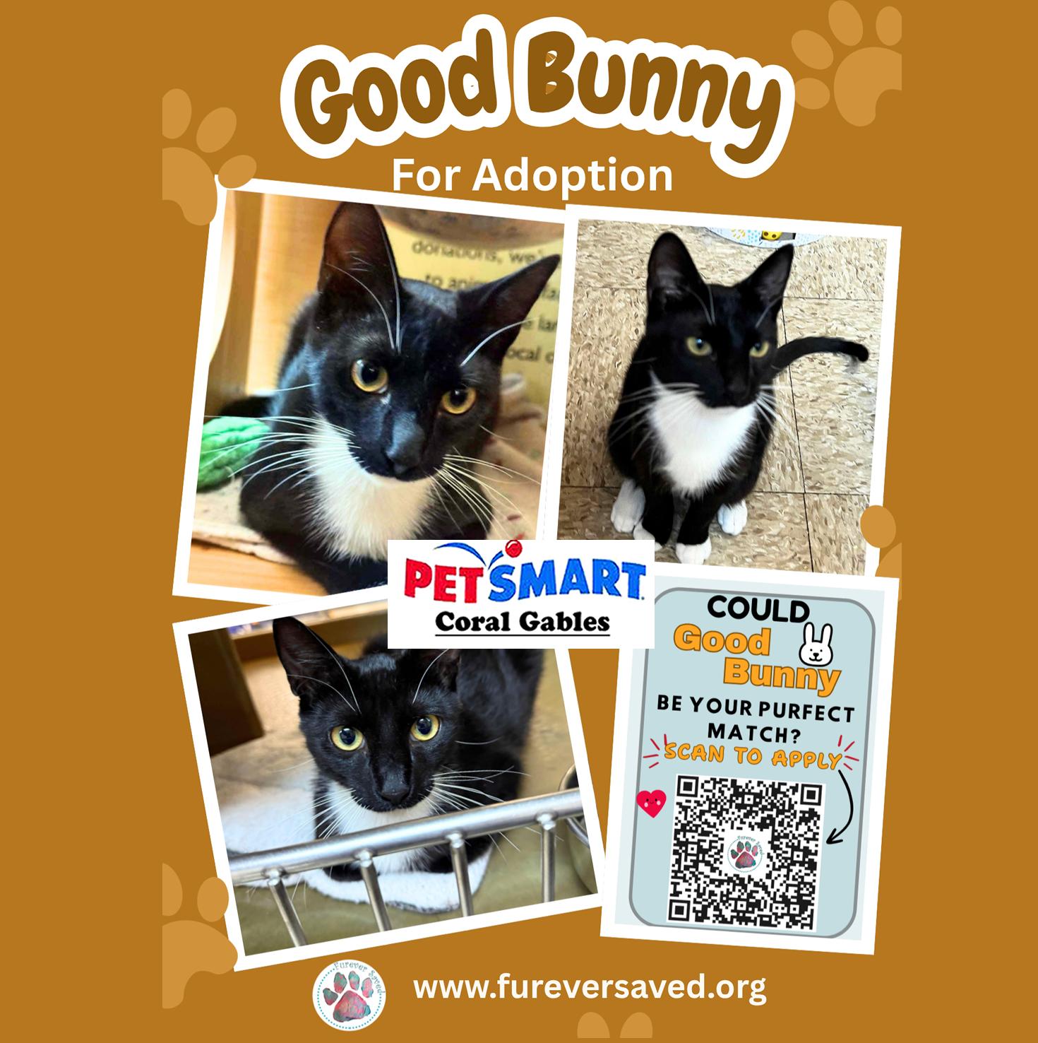 Good Bunny, adopted, Kitten Male Domestic Short Hair.