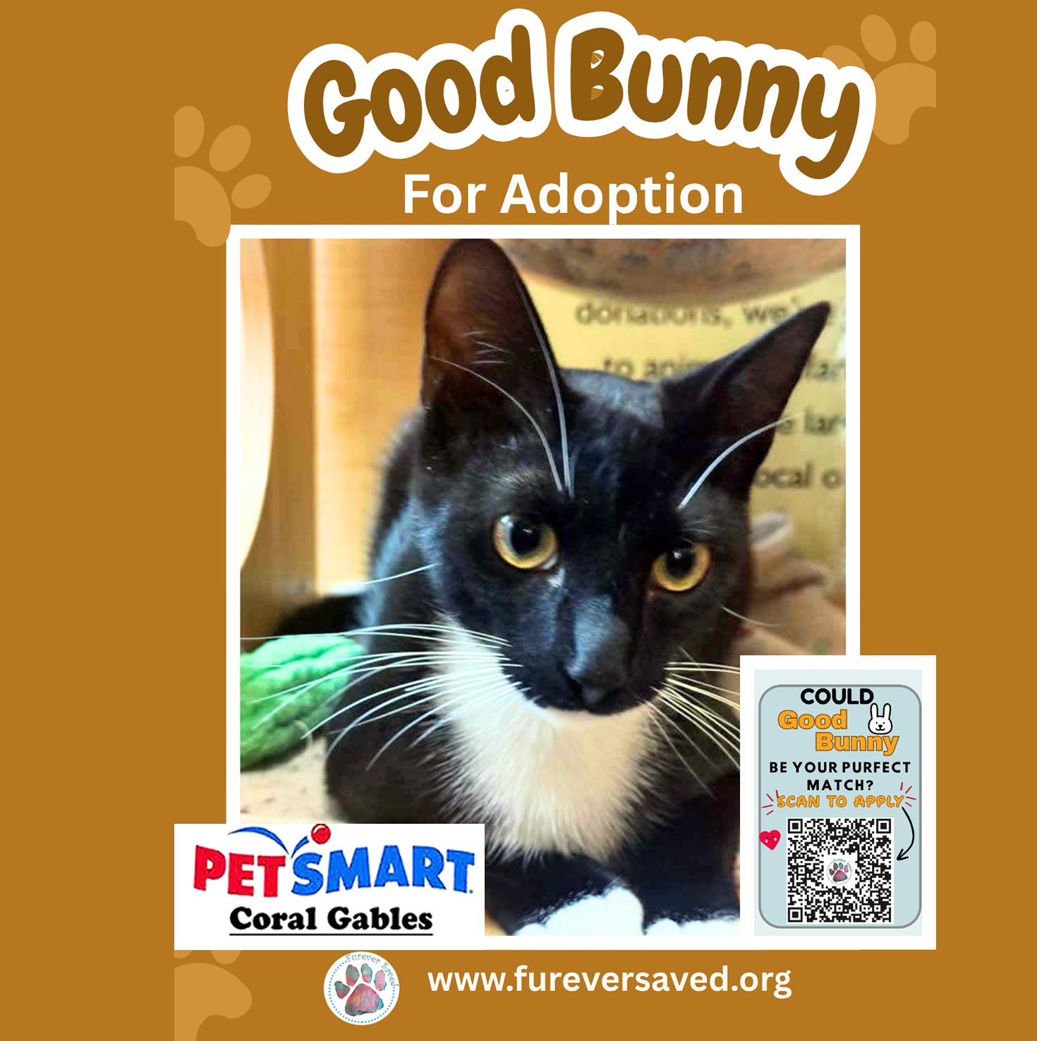 Enlarge Good Bunny, an adopted Domestic Short Hair in Miami, FL image 2/4