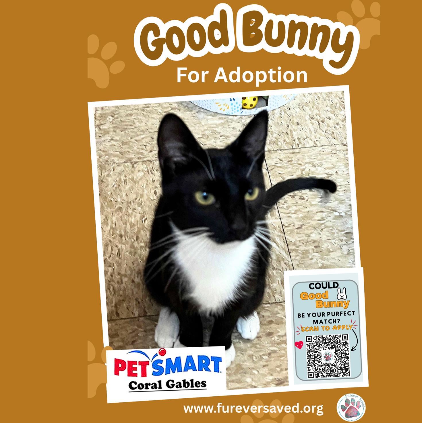 Enlarge Good Bunny, an adopted Domestic Short Hair in Miami, FL image 4/4