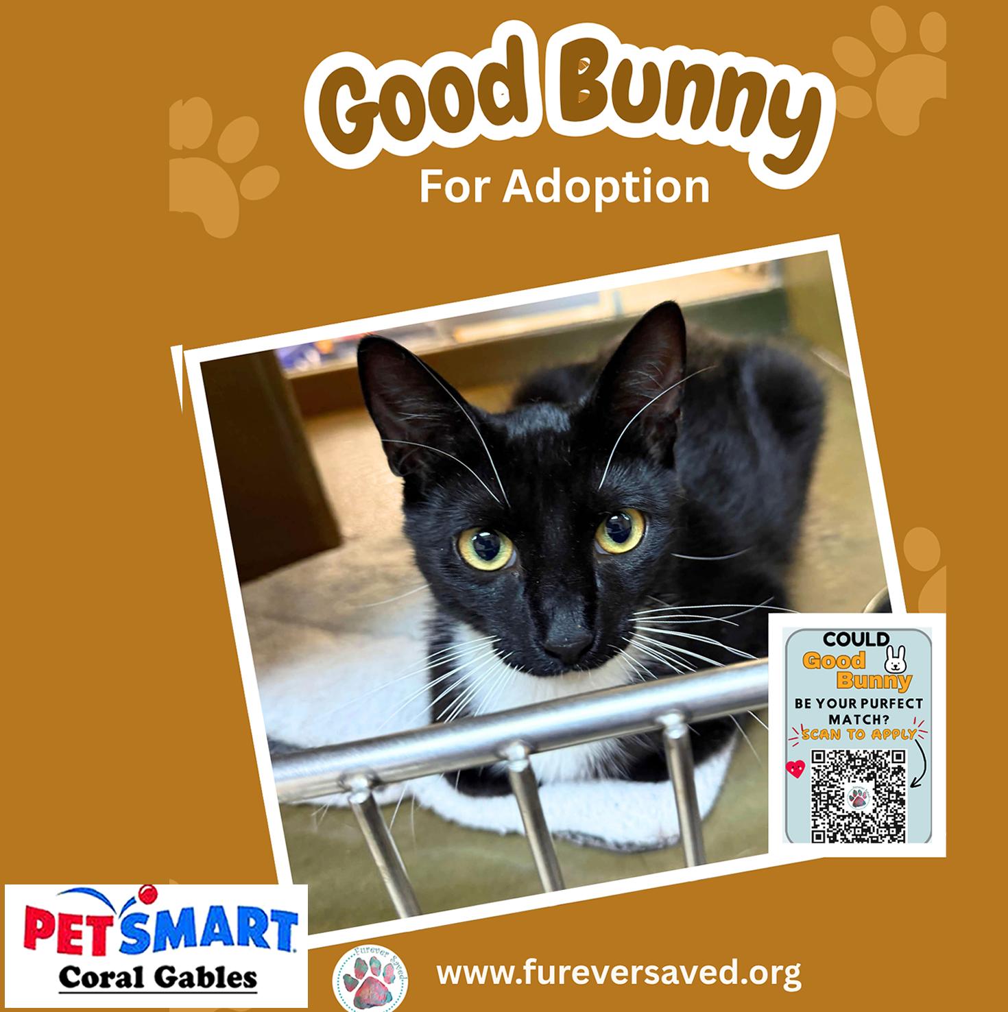 Enlarge Good Bunny, an adopted Domestic Short Hair in Miami, FL image 3/4