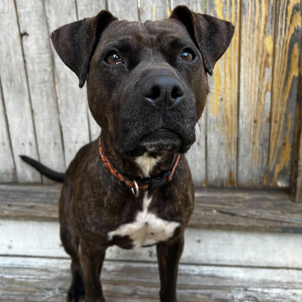 Marnie (Reduced Rover)