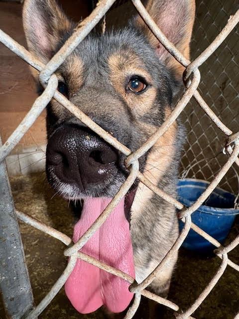 Simon, ADOPTABLE, Adult Male German Shepherd Dog & Husky.