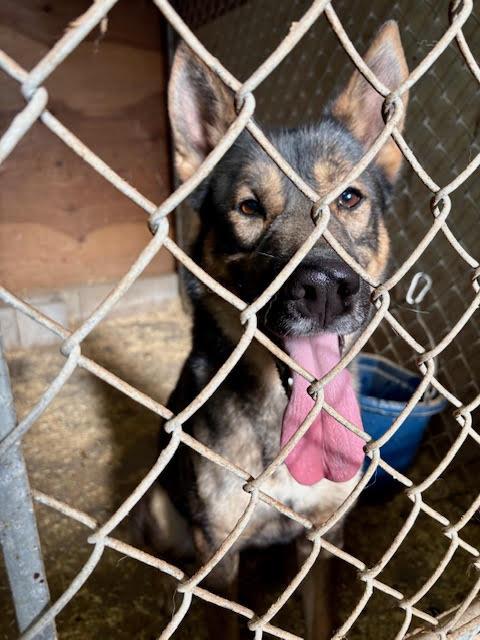 Enlarge Simon, a ADOPTABLE mixed breed in East Hartland, CT image 3/3