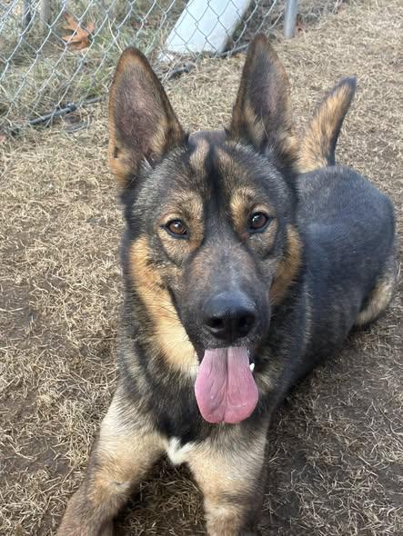 Simon, ADOPTABLE, Adult Male German Shepherd Dog & Husky.