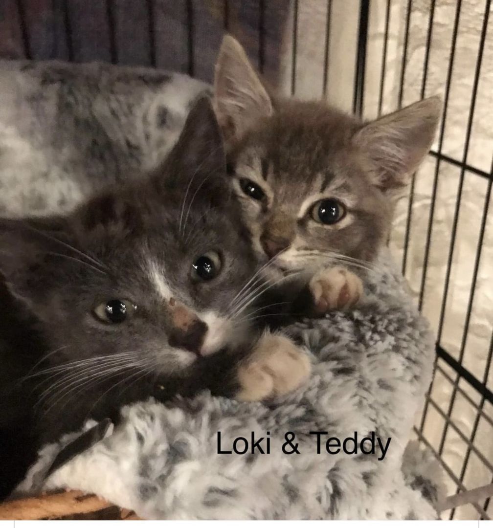 Loki & Teddy , an adopted Domestic Short Hair in Abbeville, SC_image-1