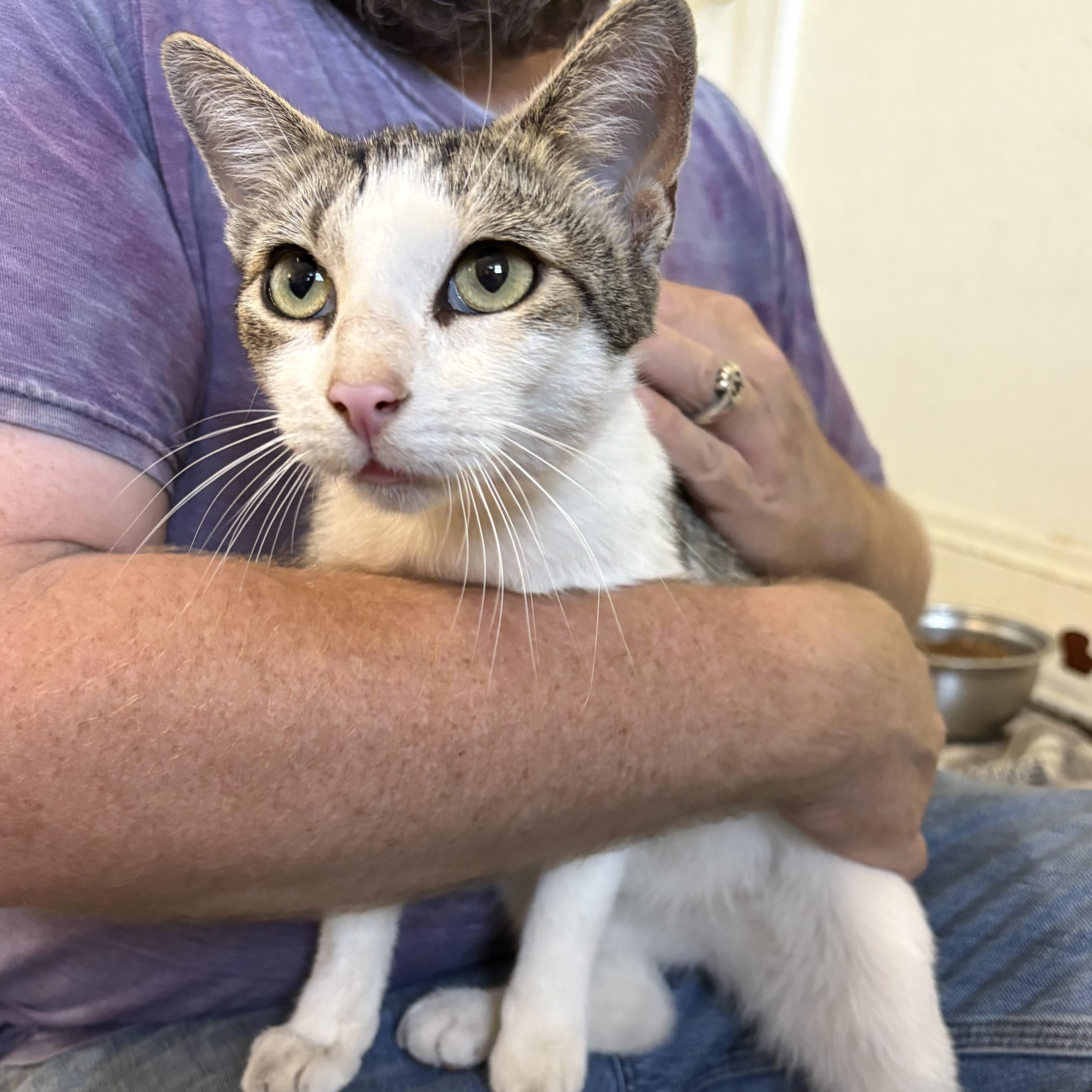 Wendy, a ADOPTABLE Domestic Short Hair in Akron, OH image 2/2