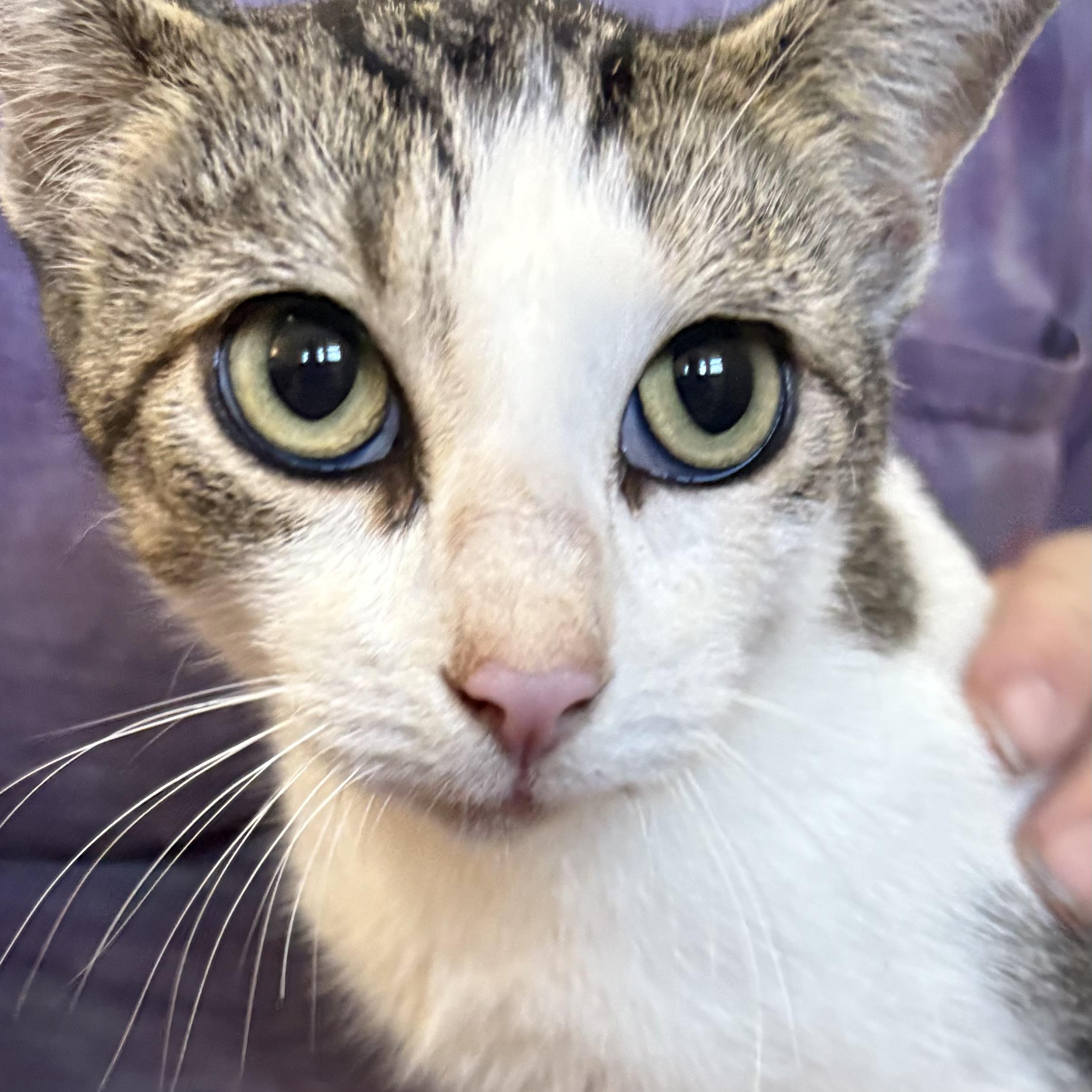 Wendy, ADOPTABLE, Young Female Domestic Short Hair.