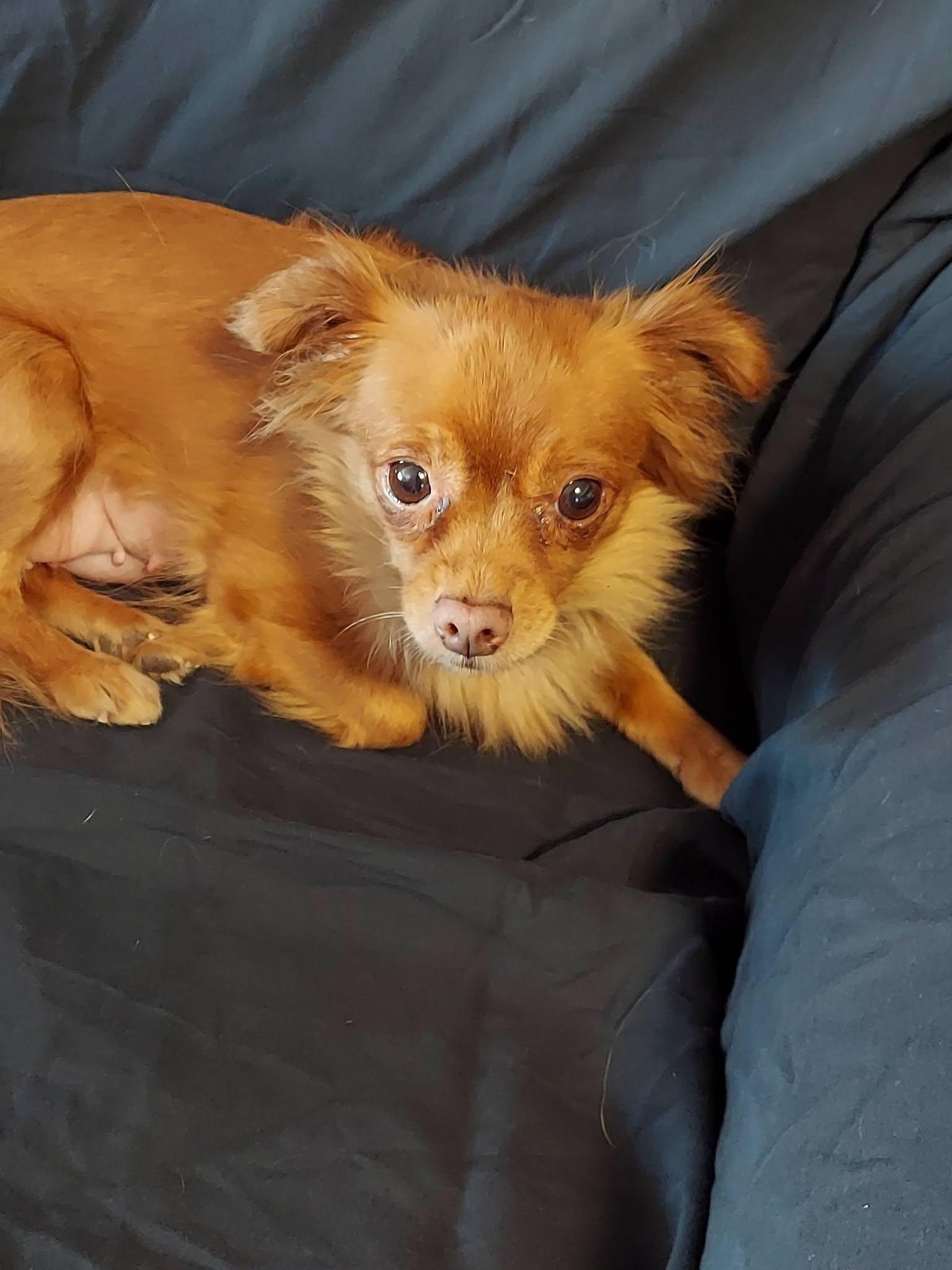 Brownie Bites, a ADOPTABLE mixed breed in Oakland, CA image 6/6