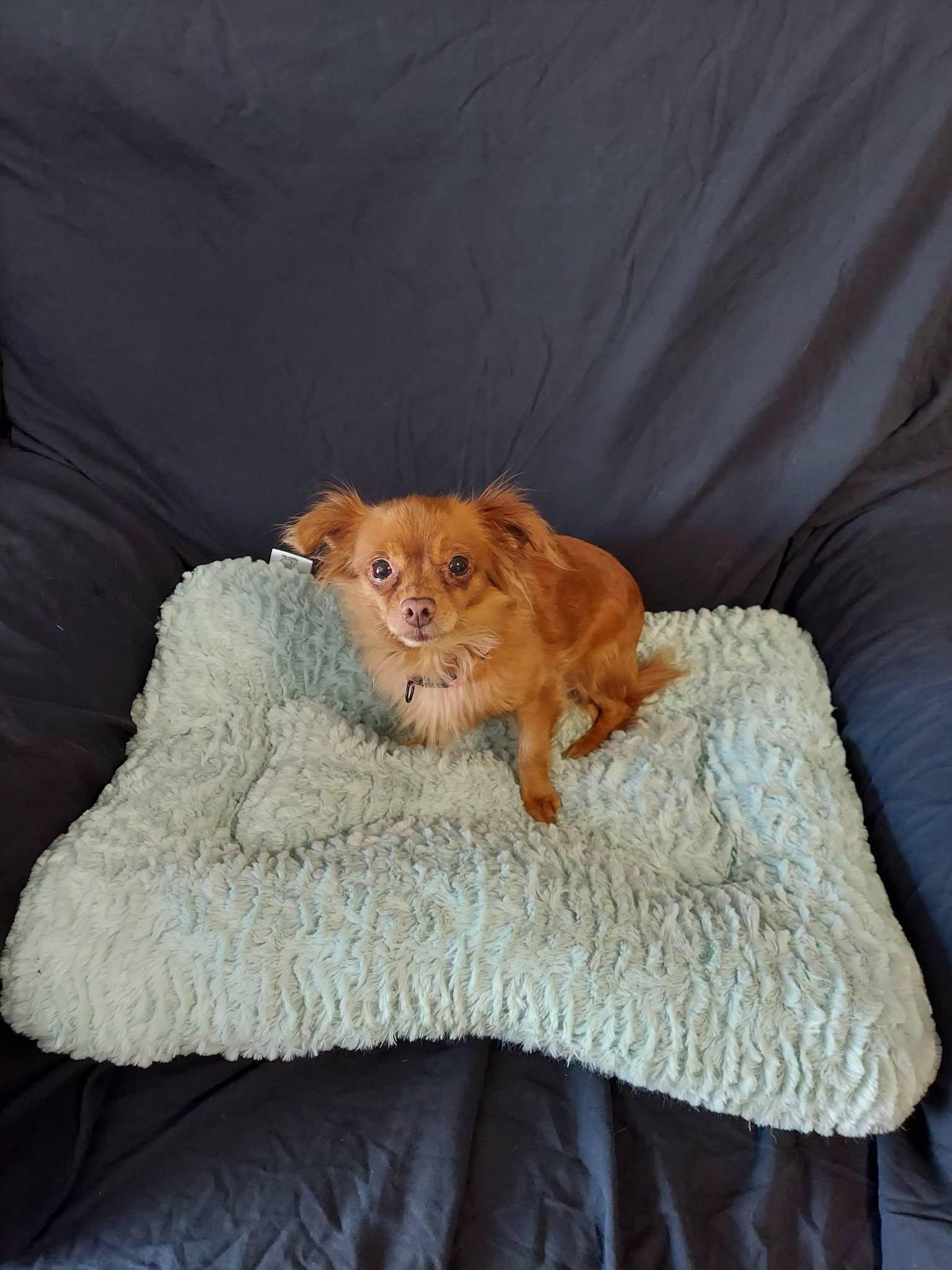 Brownie Bites, a ADOPTABLE mixed breed in Oakland, CA image 5/6