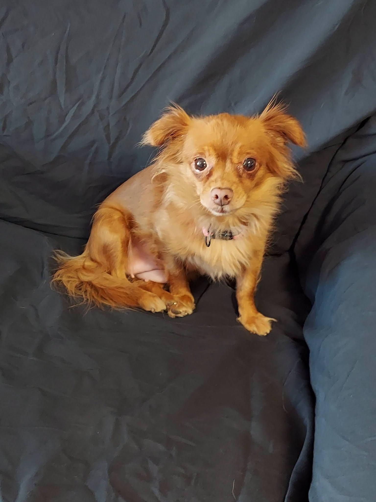 Brownie Bites, ADOPTABLE, Young Female Pomeranian & Chihuahua.
