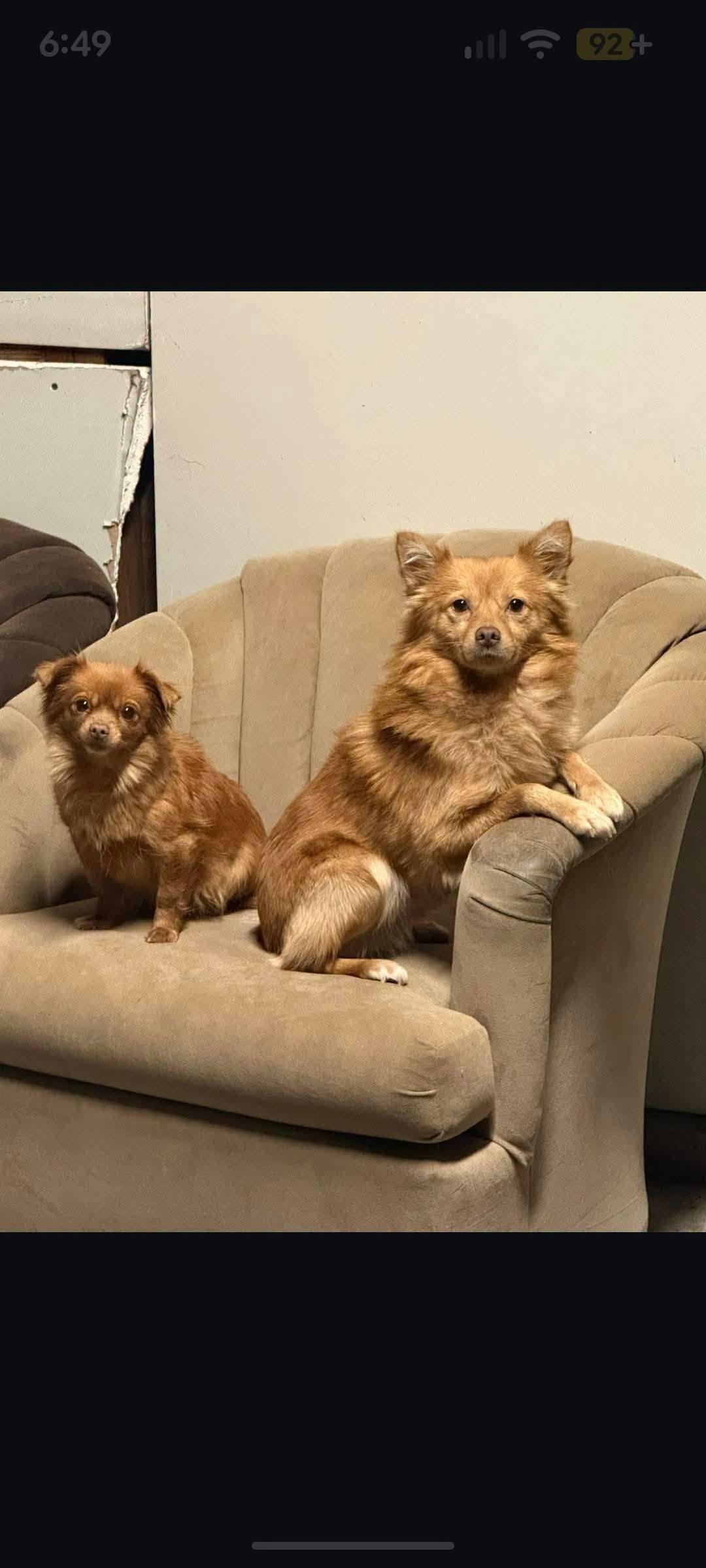 Brownie Bites, a ADOPTABLE mixed breed in Oakland, CA image 3/6