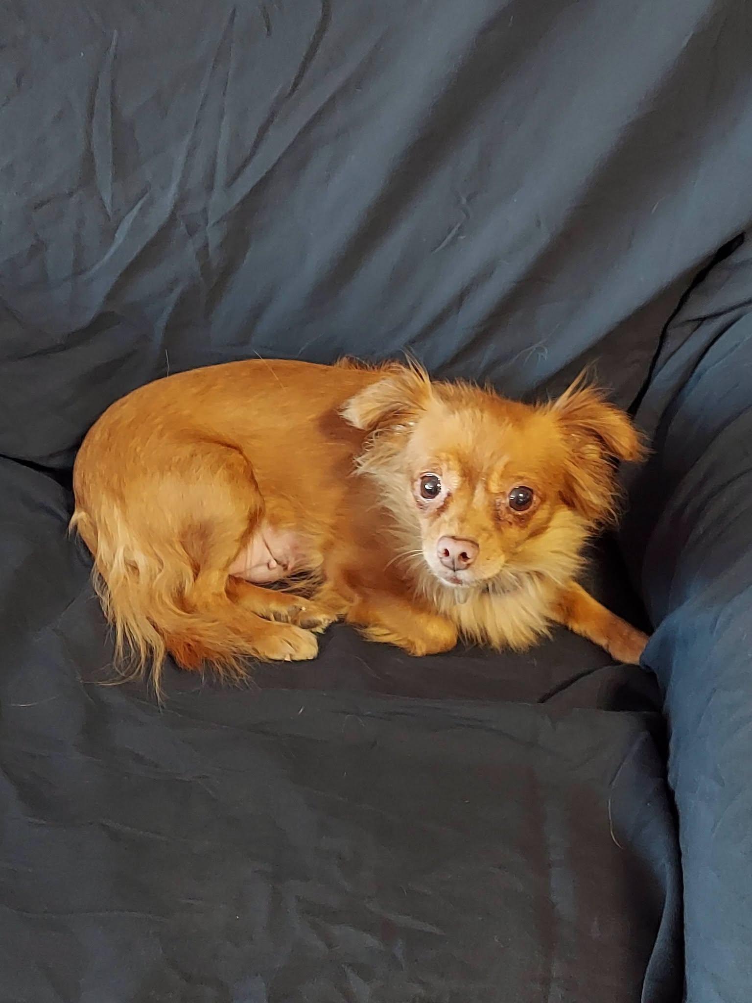 Brownie Bites, a ADOPTABLE mixed breed in Oakland, CA image 4/6