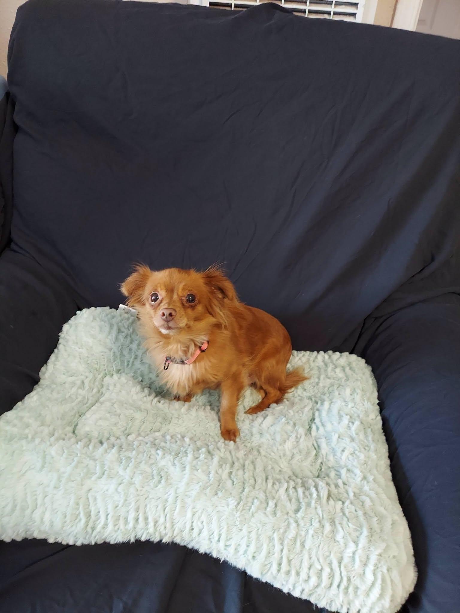 Brownie Bites, a ADOPTABLE mixed breed in Oakland, CA image 2/6