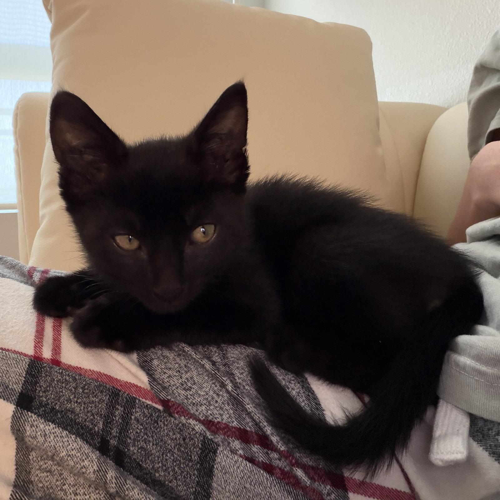 Lua, Adoptable, Kitten Male Domestic Short Hair.