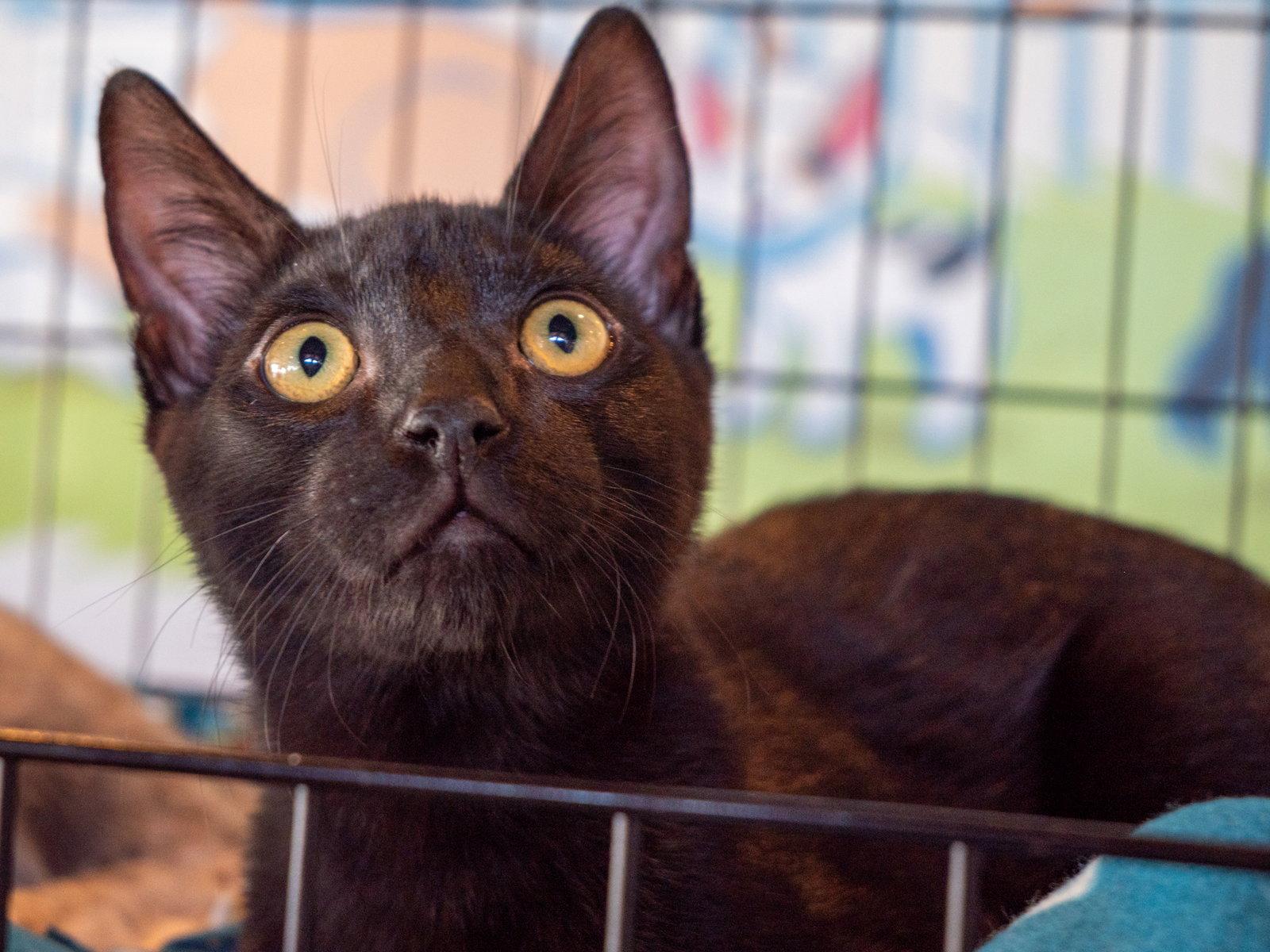 Lua, Adoptable, Young Male Domestic Short Hair.
