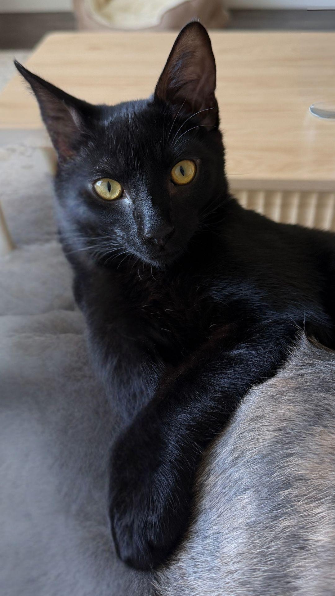 Enlarge Lua, a Adoptable Domestic Short Hair in San Jose, CA image 2/3