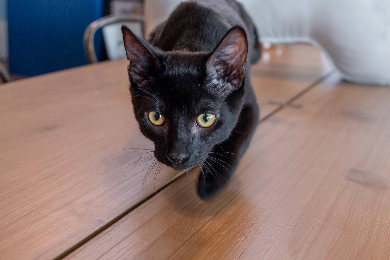 Enlarge Lua, a Adoptable Domestic Short Hair in San Jose, CA image 3/3