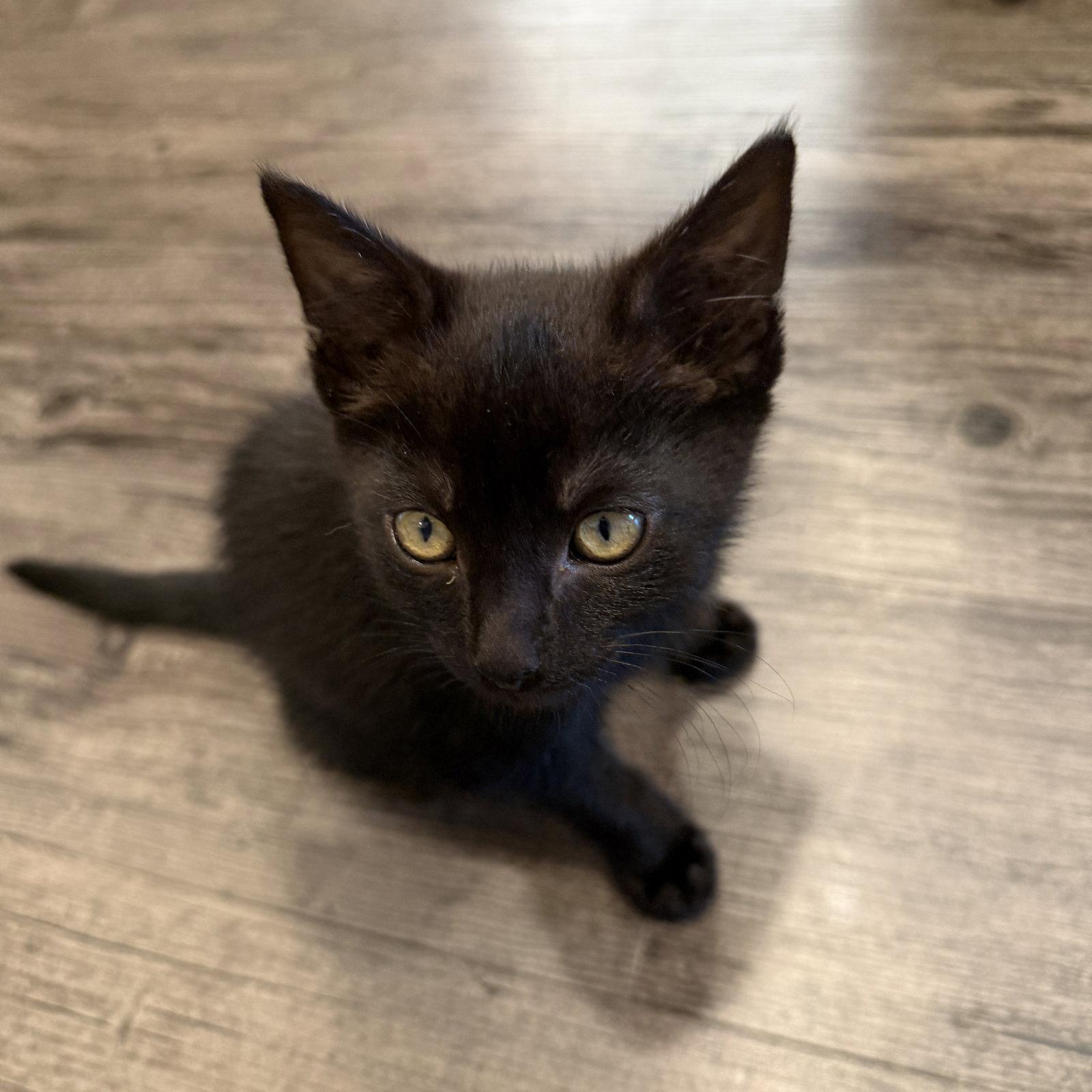 Lua, Adoptable, Kitten Male Domestic Short Hair.