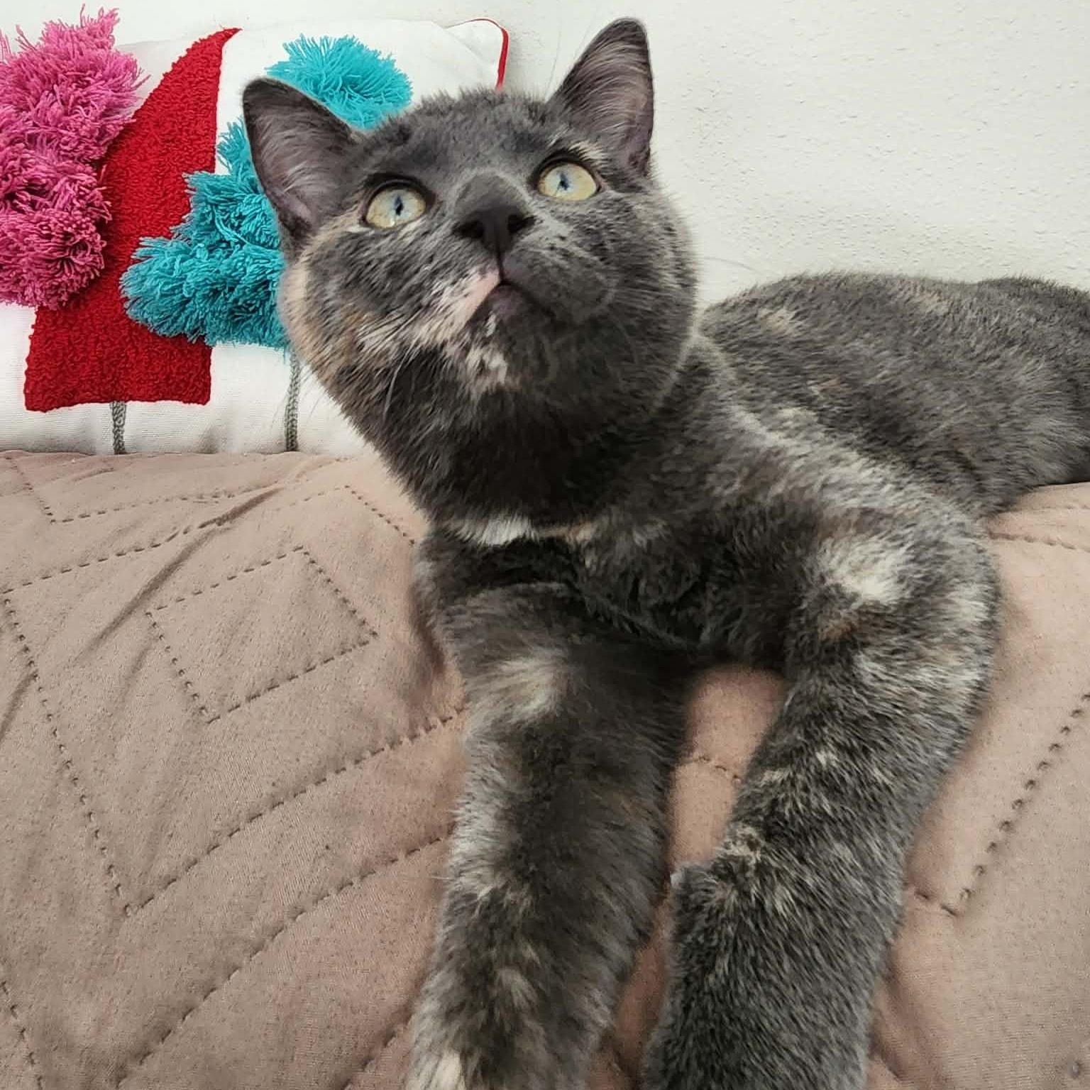 Enlarge Harriet Peekaboo (HP) * Super Social Dilute Torti*, a ADOPTABLE Domestic Short Hair in Riverview, FL image 1/6