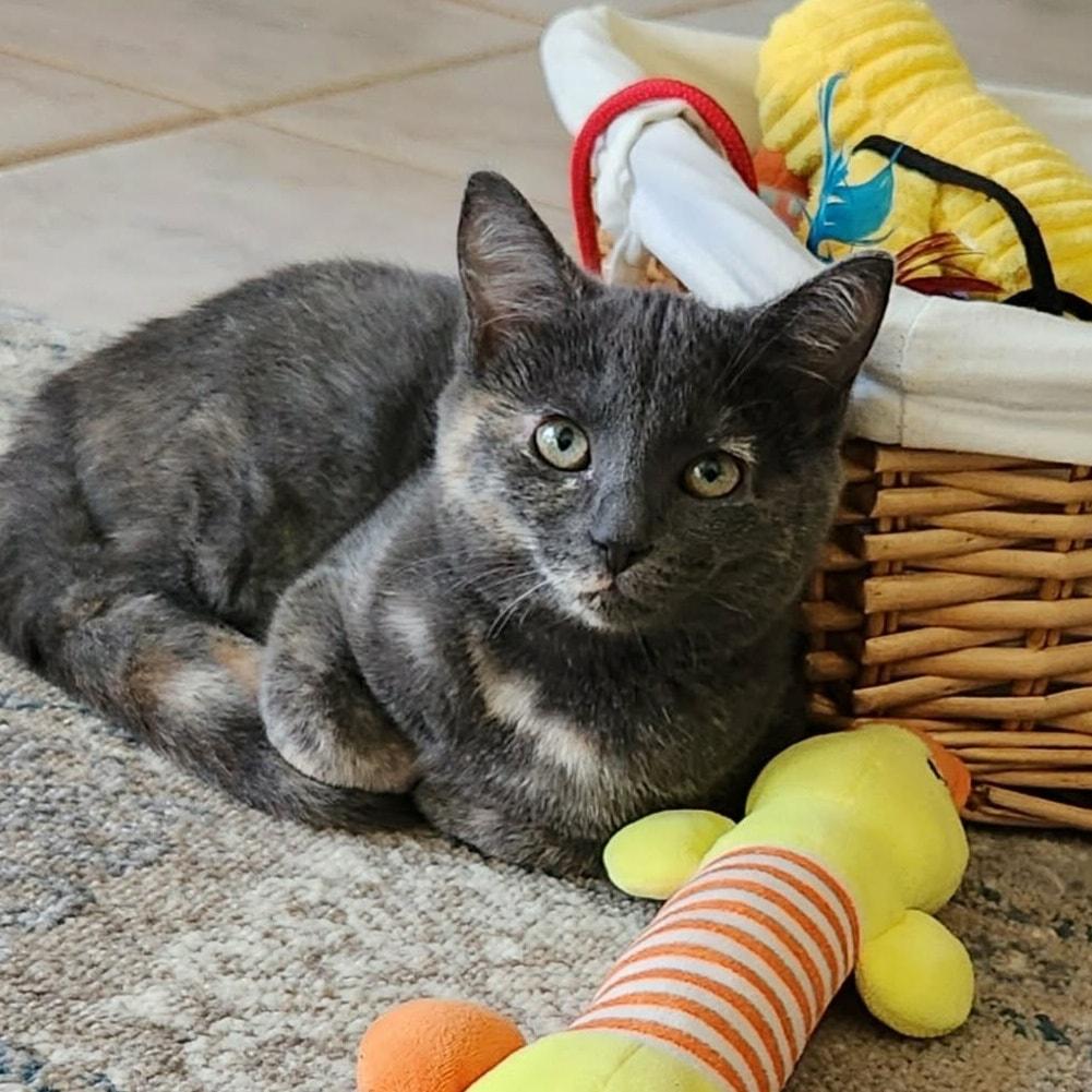 Enlarge Harriet Peekaboo (HP) * Super Social Dilute Torti*, a ADOPTABLE Domestic Short Hair in Riverview, FL image 3/6