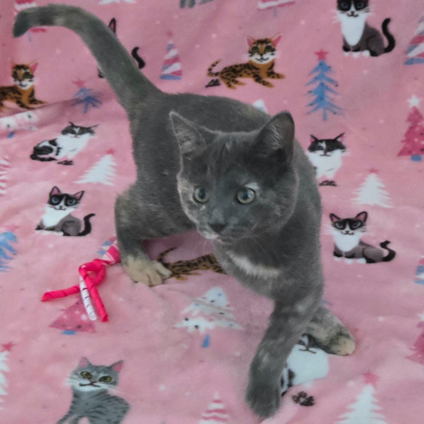 Enlarge Harriet Peekaboo (HP) * Super Social Dilute Torti*, a ADOPTABLE Domestic Short Hair in Riverview, FL image 4/6