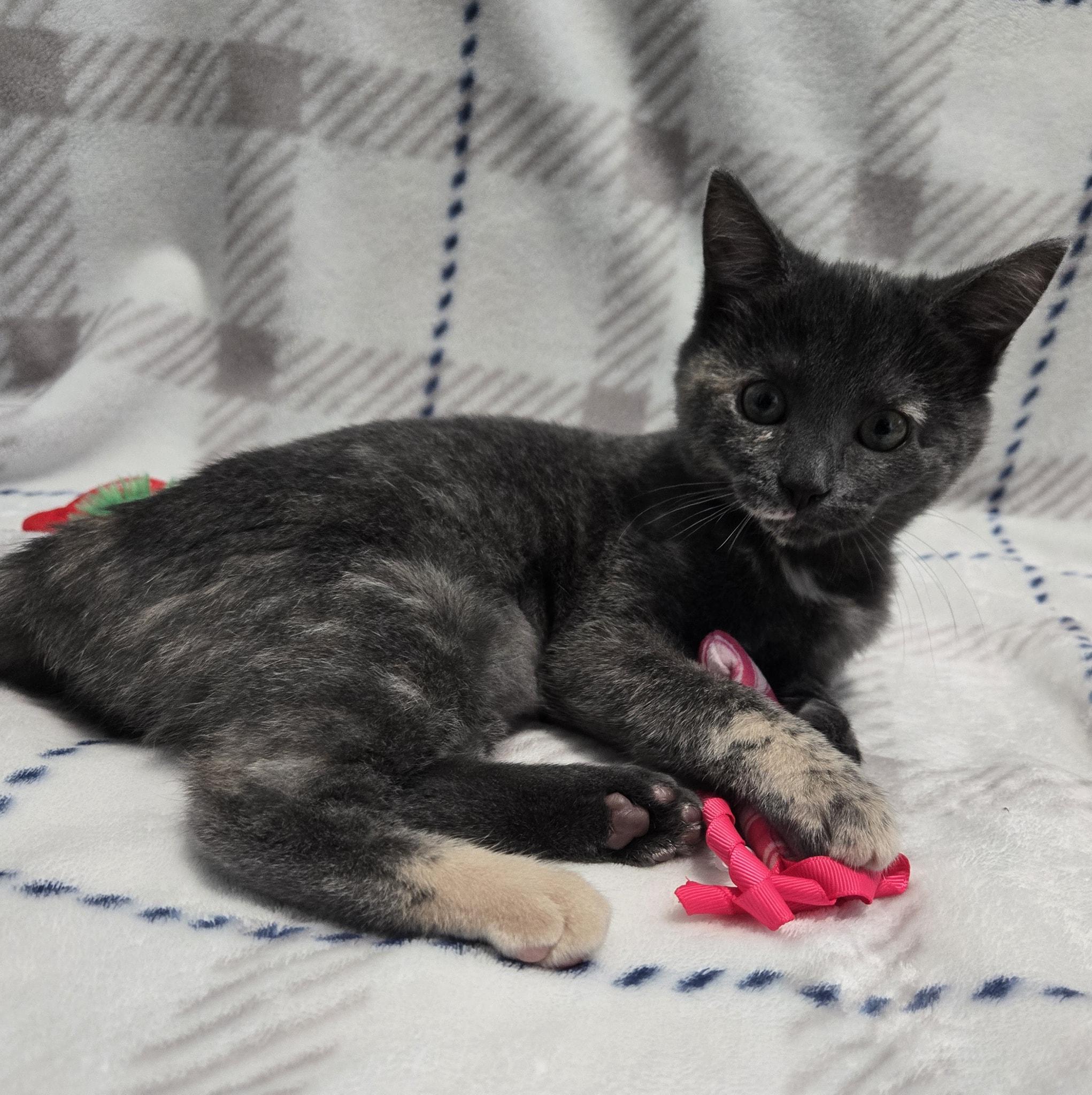 Enlarge Harriet Peekaboo (HP) * Super Social Dilute Torti*, a ADOPTABLE Domestic Short Hair in Riverview, FL image 5/6