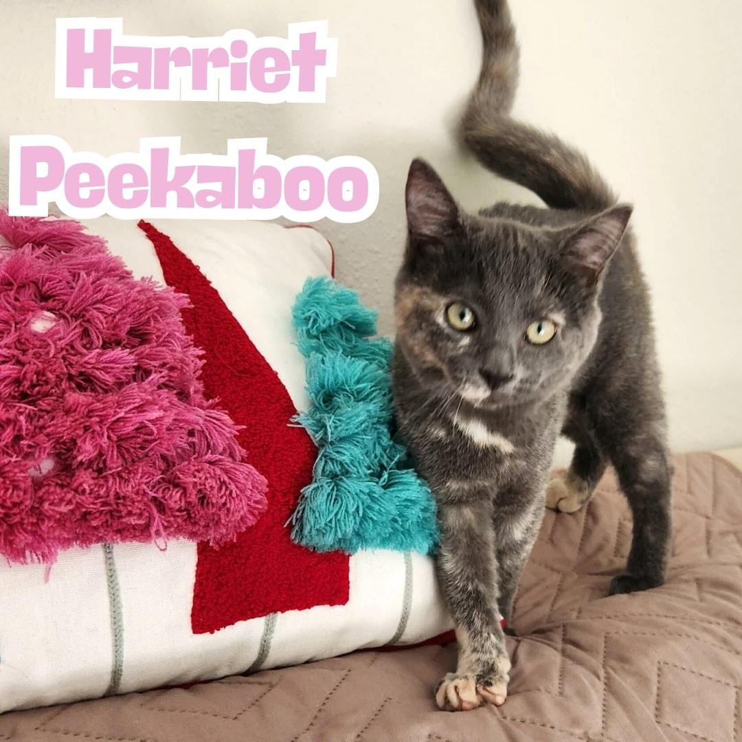 Harriet Peekaboo (HP) * Super Social Dilute Torti*, ADOPTABLE, Kitten Female Domestic Short Hair.