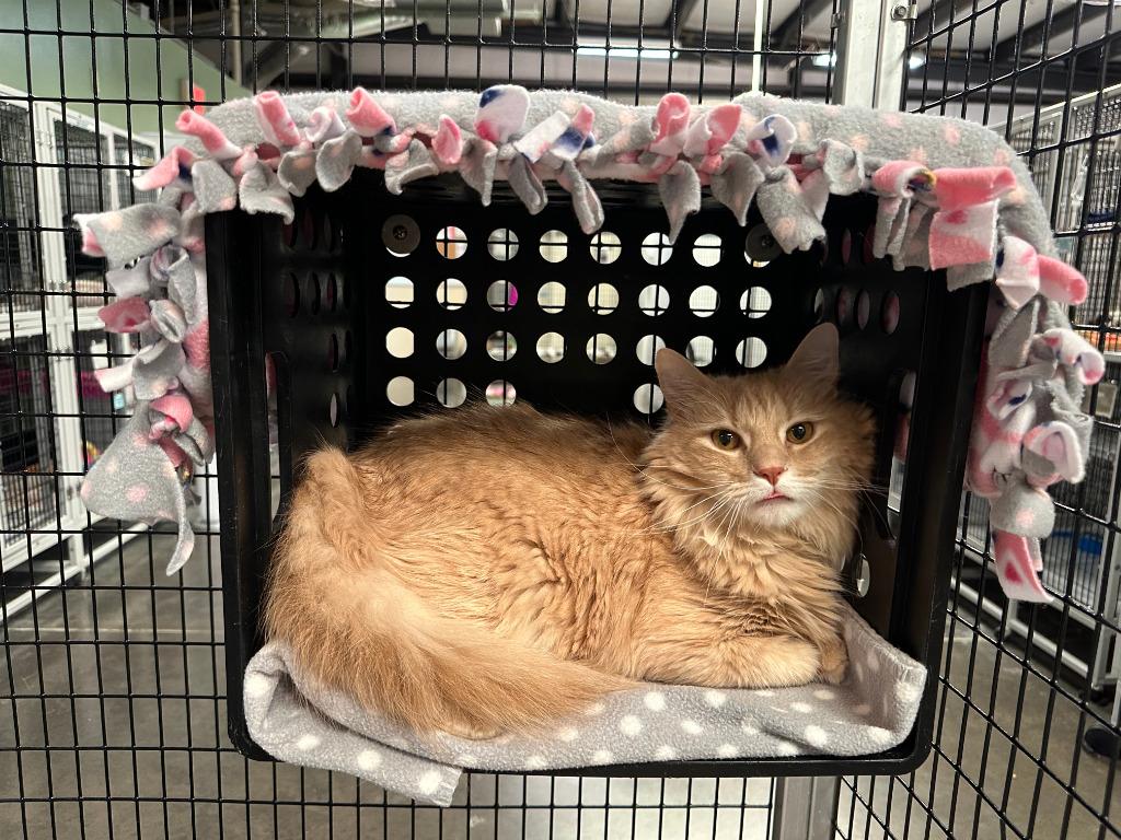 Turkey Sandwich, Adoptable, Adult Male Domestic Medium Hair.