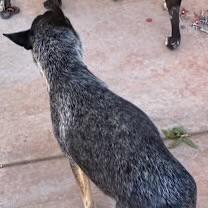 Connie, a ADOPTABLE Australian Cattle Dog / Blue Heeler in Casa Grande, AZ image 2/2