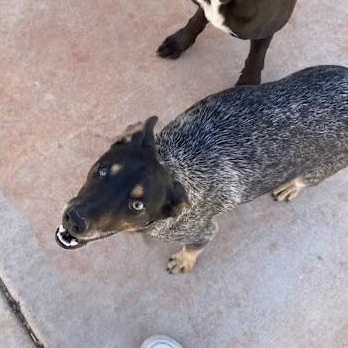 Connie, ADOPTABLE, Young Female Australian Cattle Dog / Blue Heeler.