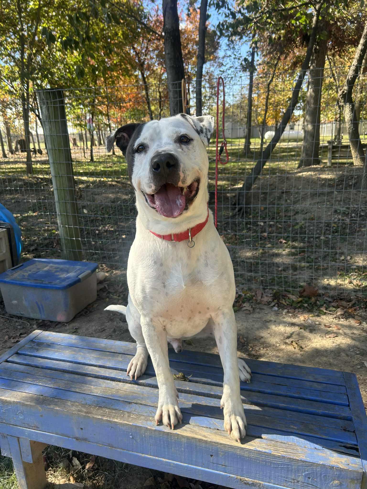 Puma, a Adoptable mixed breed in Myerstown, PA image 1/6