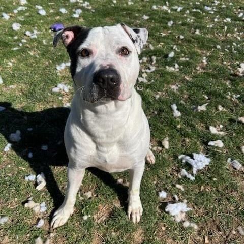 Puma, a Adoptable mixed breed in Myerstown, PA image 5/6