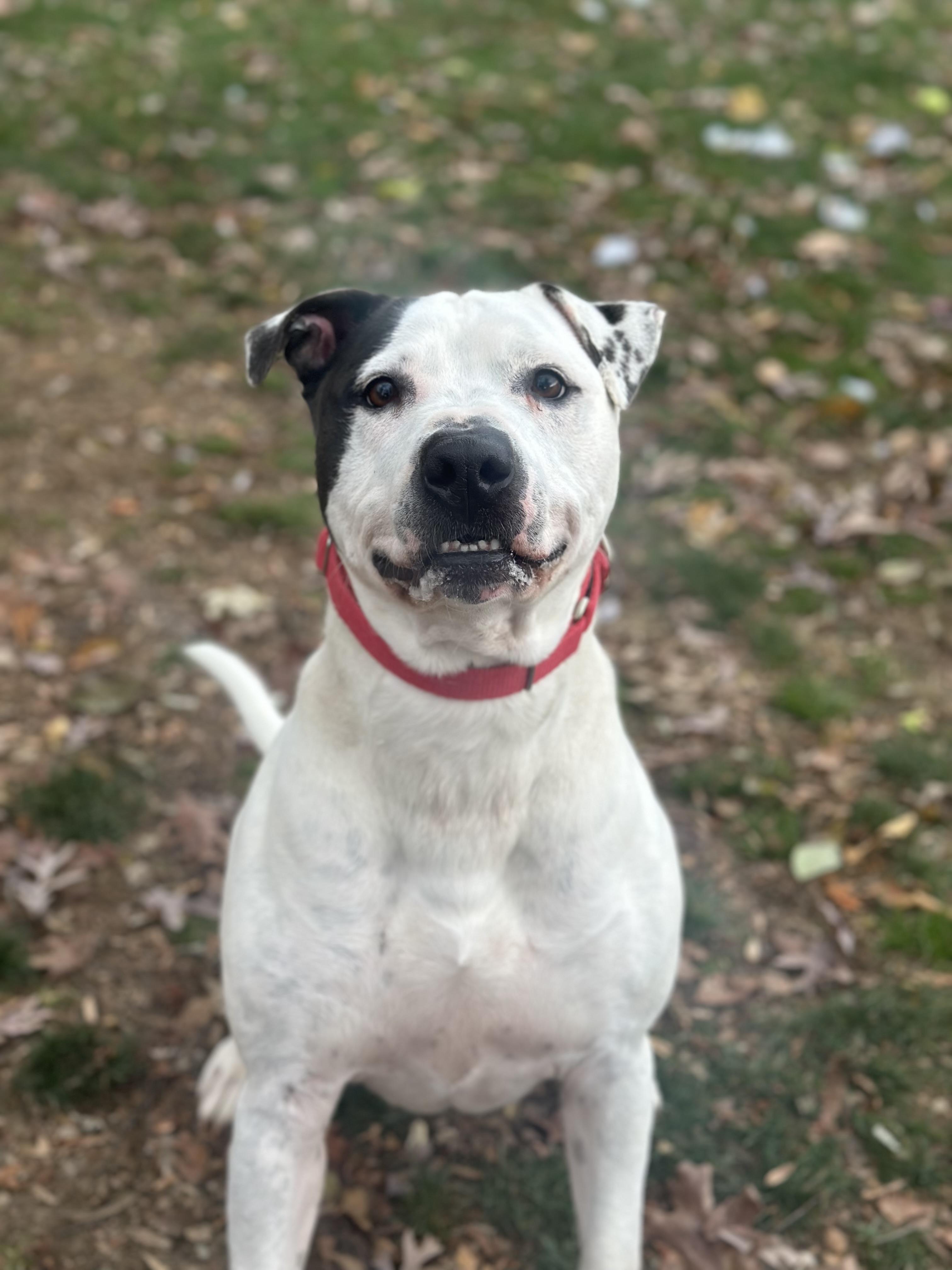 Puma, a Adoptable mixed breed in Myerstown, PA image 2/6