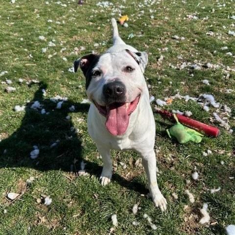 Puma, a Adoptable mixed breed in Myerstown, PA image 6/6