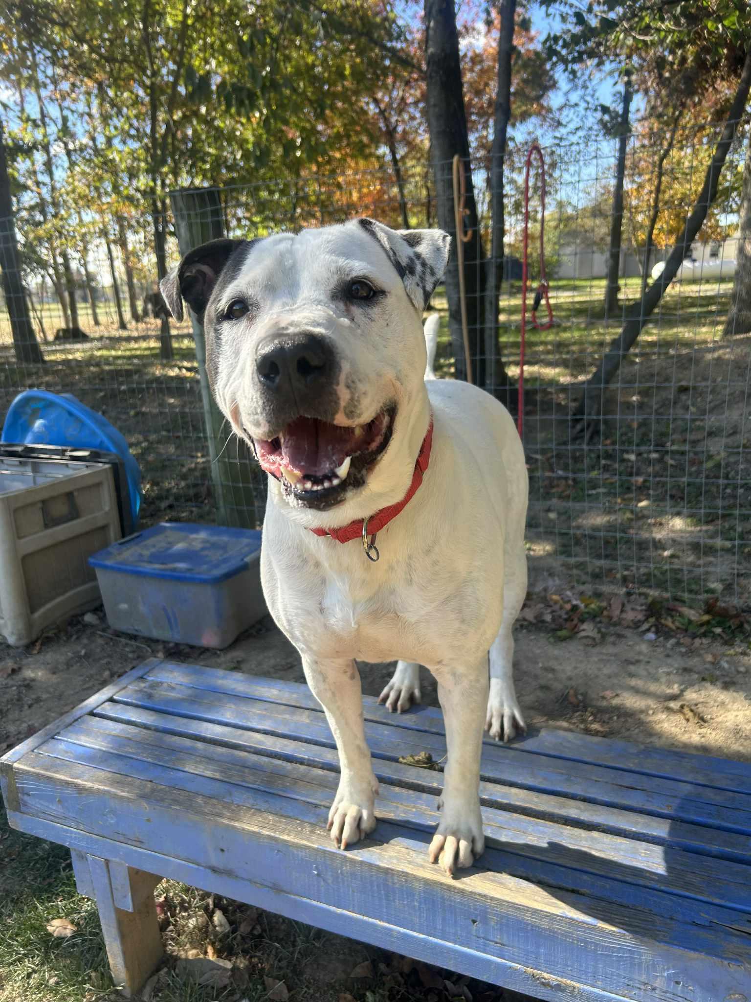 Puma, a Adoptable mixed breed in Myerstown, PA image 4/6