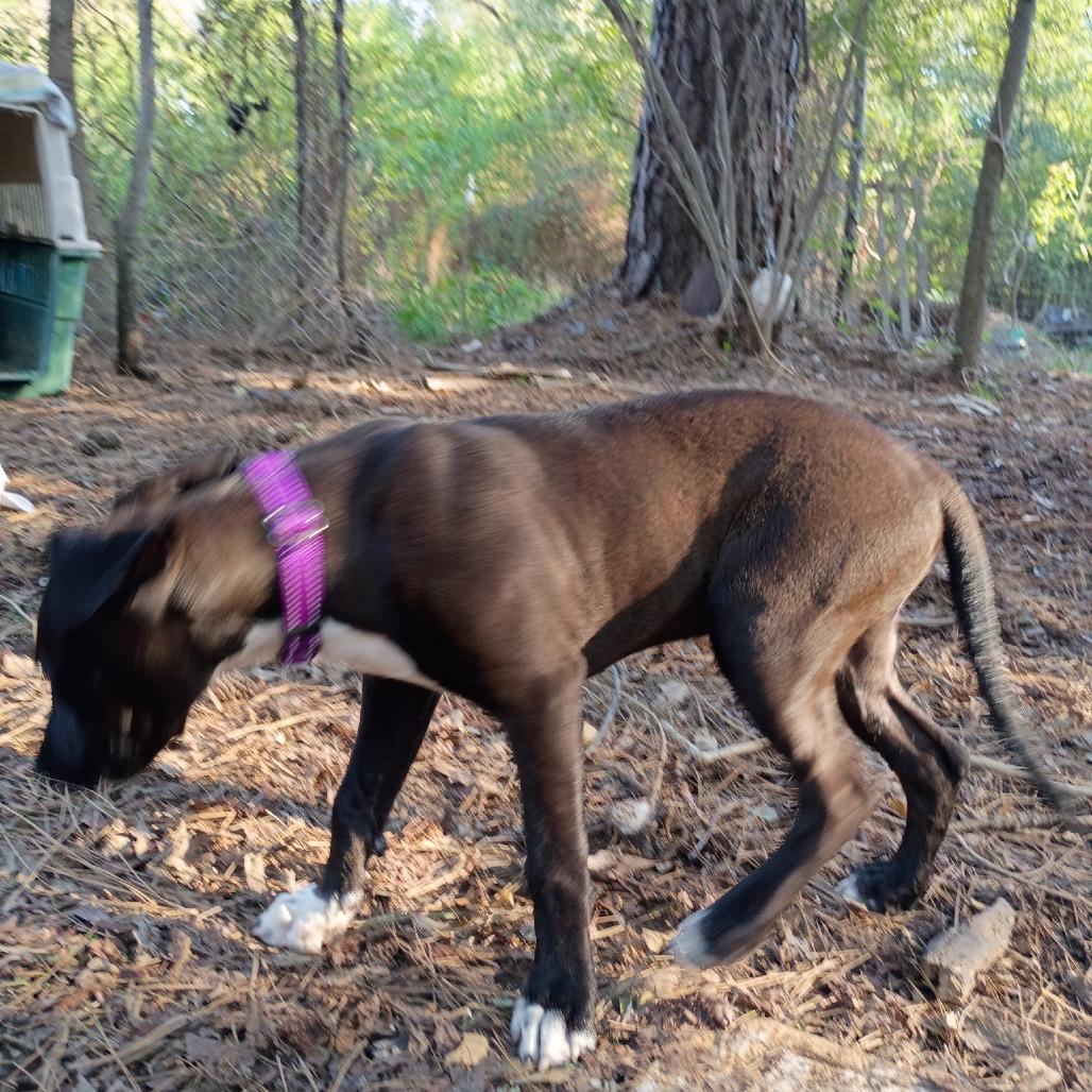 Debbie II, Adoptable, Puppy Female Terrier.