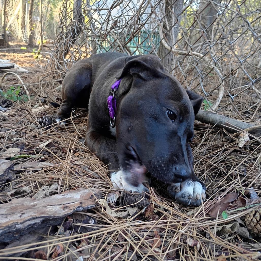 Enlarge Debbie II, a Adoptable Terrier in Mount Pleasant, TX image 2/2