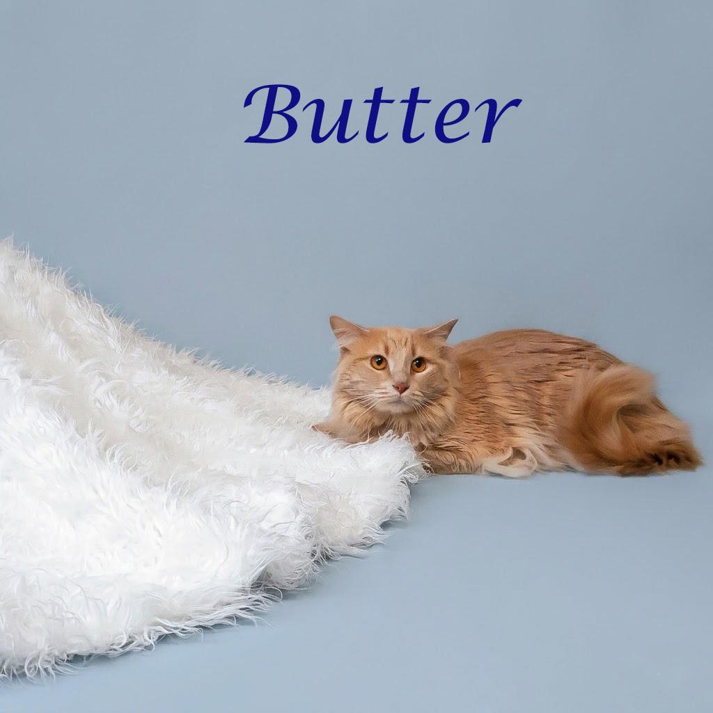 Butter C26-122, a Adoptable Domestic Medium Hair in Lebanon, TN image 1/4
