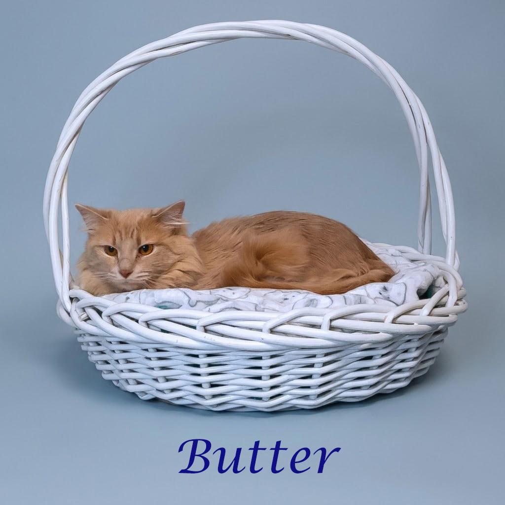 Butter C26-122, a Adoptable Domestic Medium Hair in Lebanon, TN image 2/4
