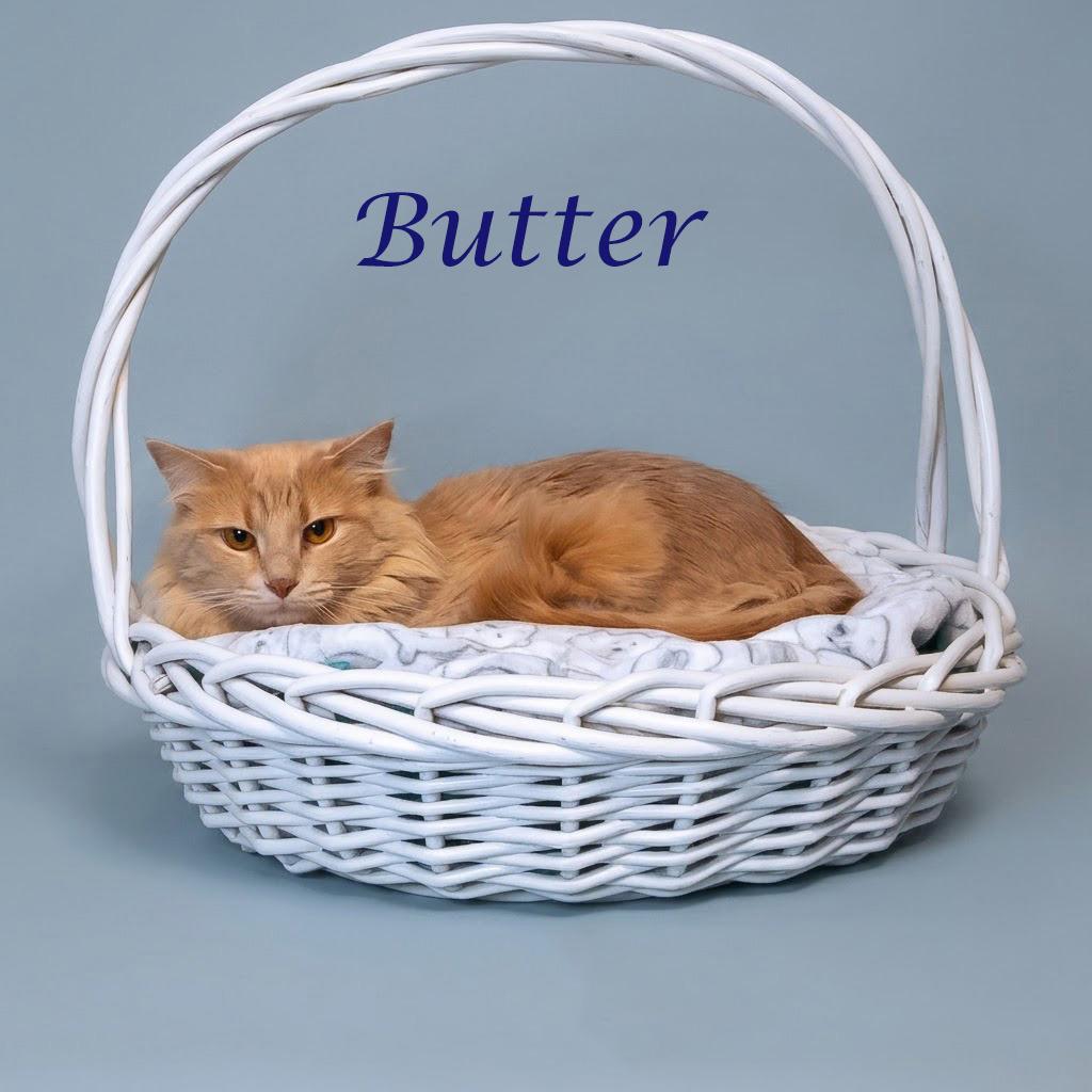 Butter C26-122, a Adoptable Domestic Medium Hair in Lebanon, TN image 3/4