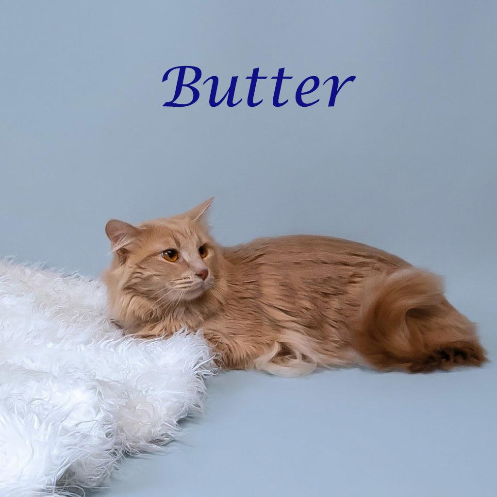 Butter C26-122, a Adoptable Domestic Medium Hair in Lebanon, TN image 4/4