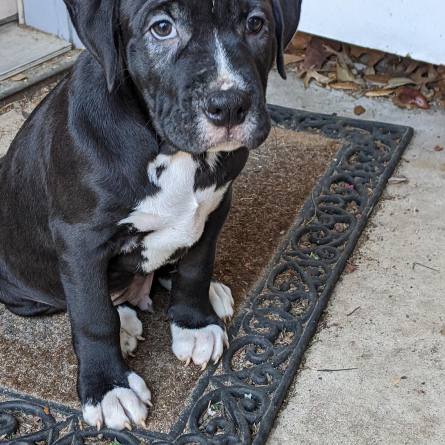Enlarge Bullseye , a Adoptable Pit Bull Terrier in Cherry Hill Township , NJ image 1/6